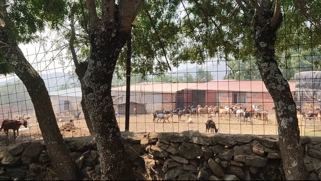 Organizan la llegada de camiones con comida para el ganado a los pueblos afectados por el incendio