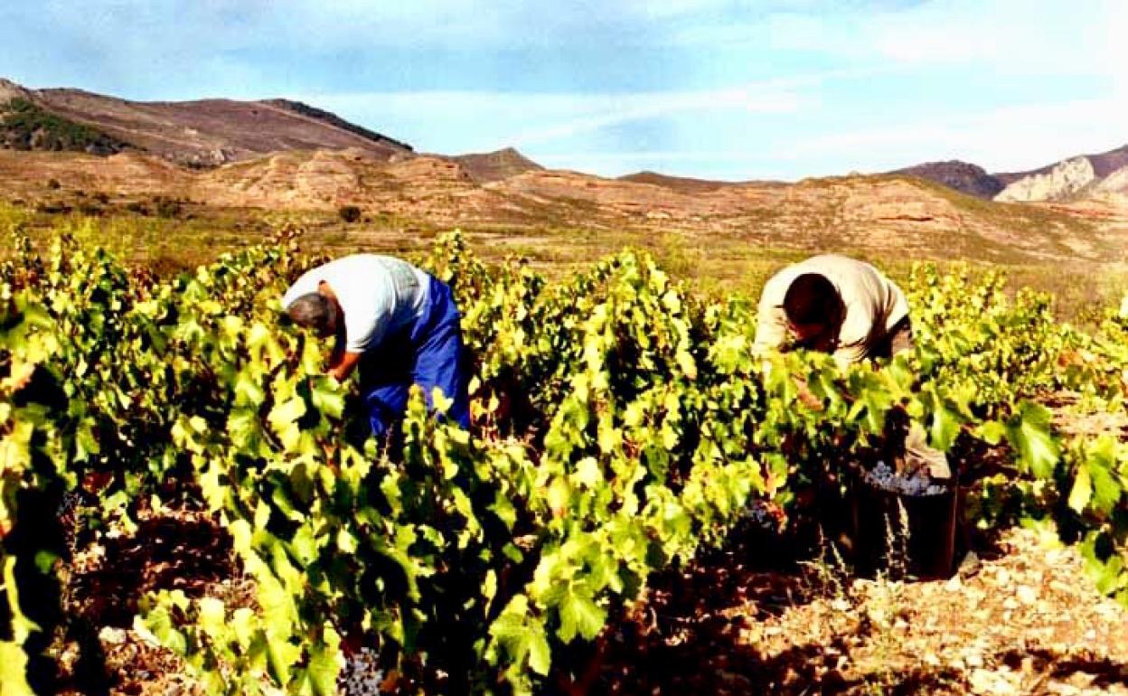 La última ola de calor afectará a la próxima vendimia