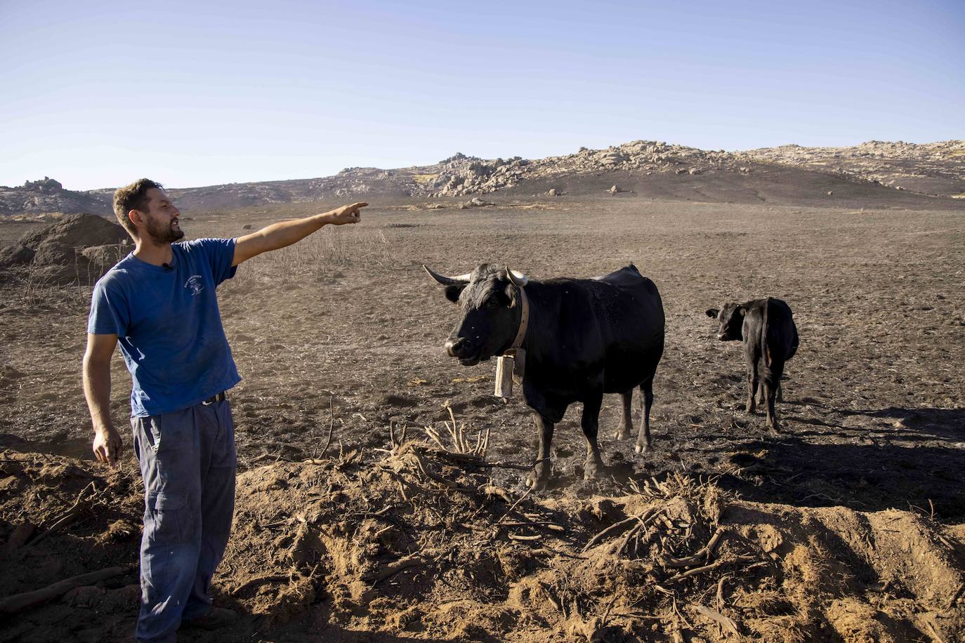 Pedro San Segundo, ganadero, dando de comer a los animales. 