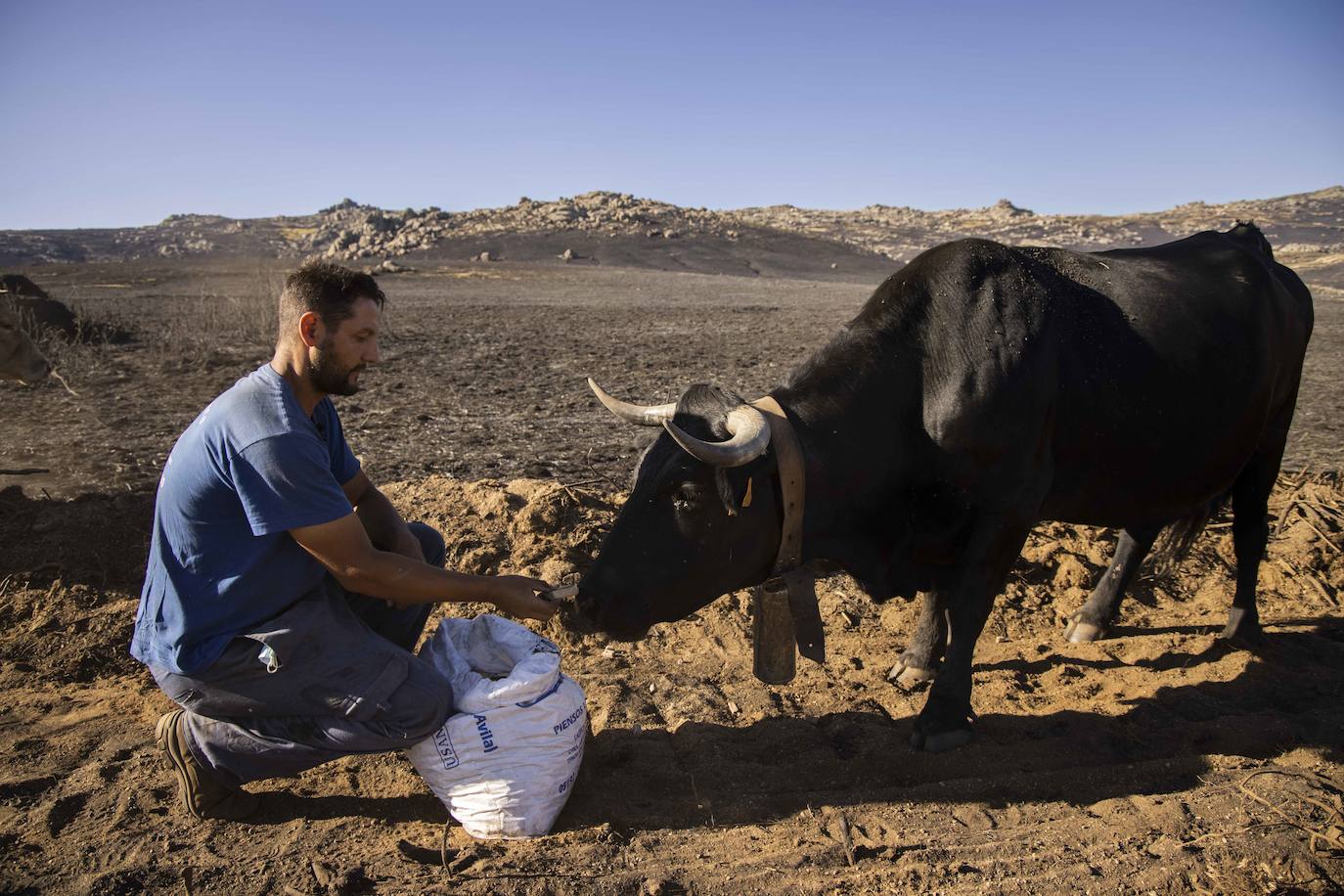 Pedro San Segundo, ganadero, dando de comer a los animales. 