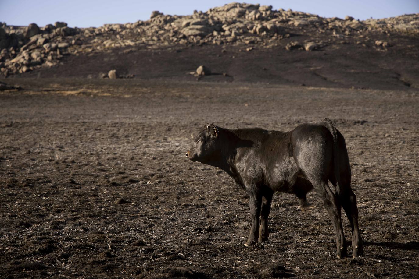 La zona afectada por el incendio de Navalacruz. 