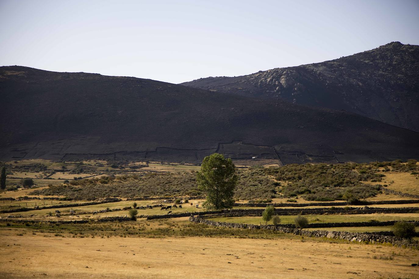 La zona afectada por el incendio de Navalacruz. 