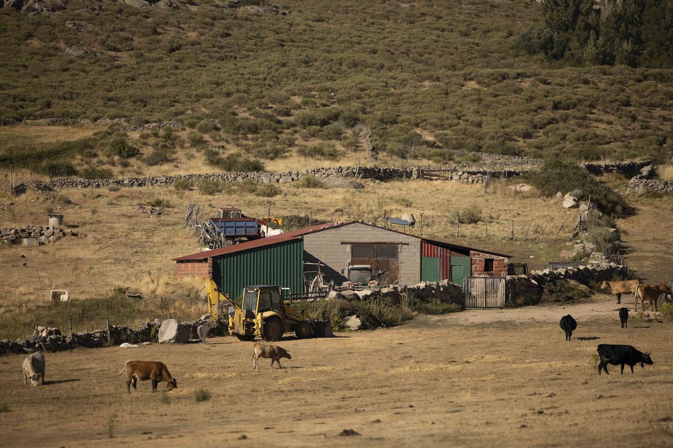 Los animales pastan a los pies de la ladera afectada por las llamas. 