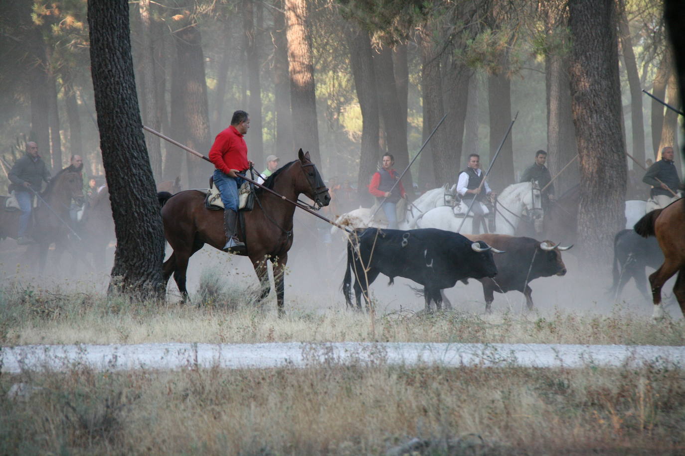 Jinetes acompañan a los toros en el recorrido por el pinar en los encierros de Cuéllar. 