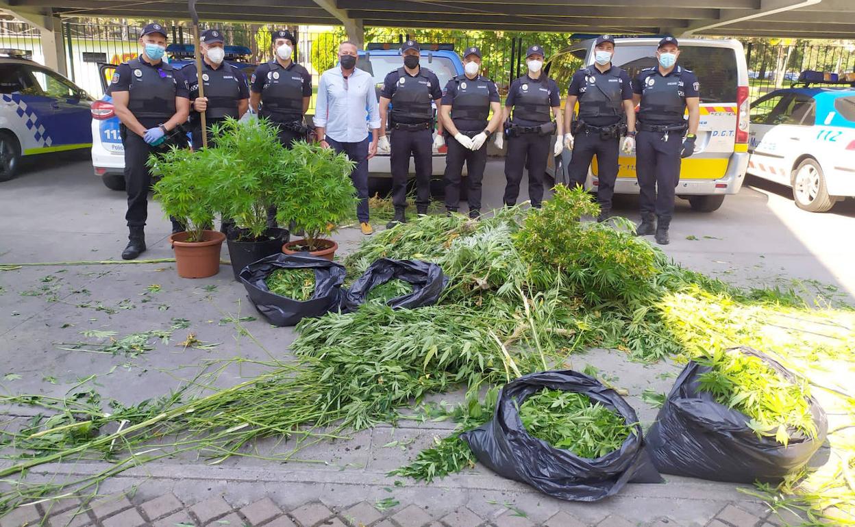 La Policía, con las plantas decomisadas.