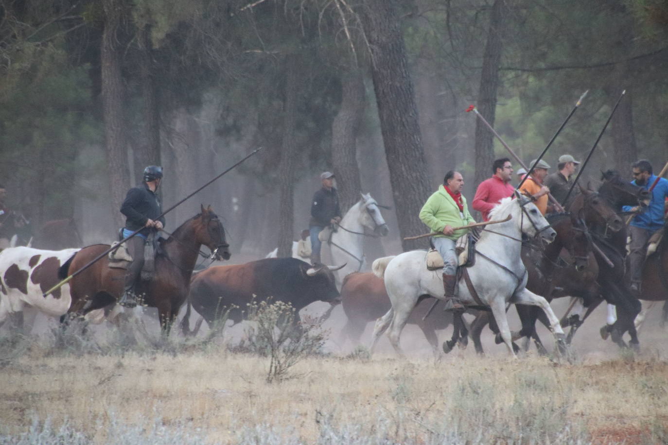 Encierro de Cuéllar en su recorrido por el campo.