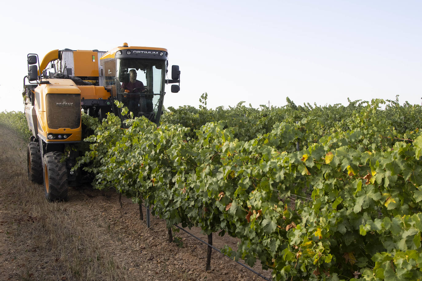 Fotos: Primera vendimia en la provincia de Valladolid