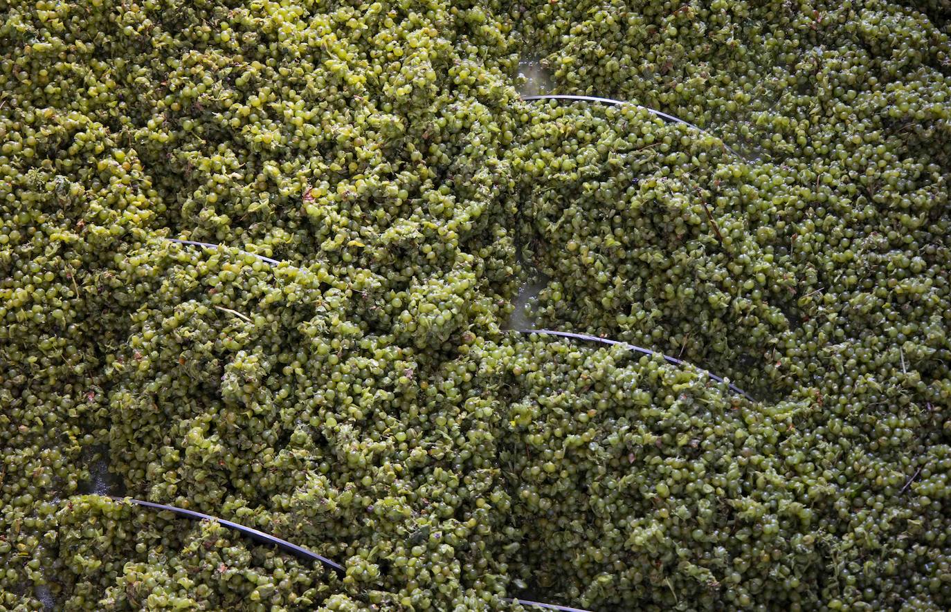 Fotos: Primera vendimia en la provincia de Valladolid