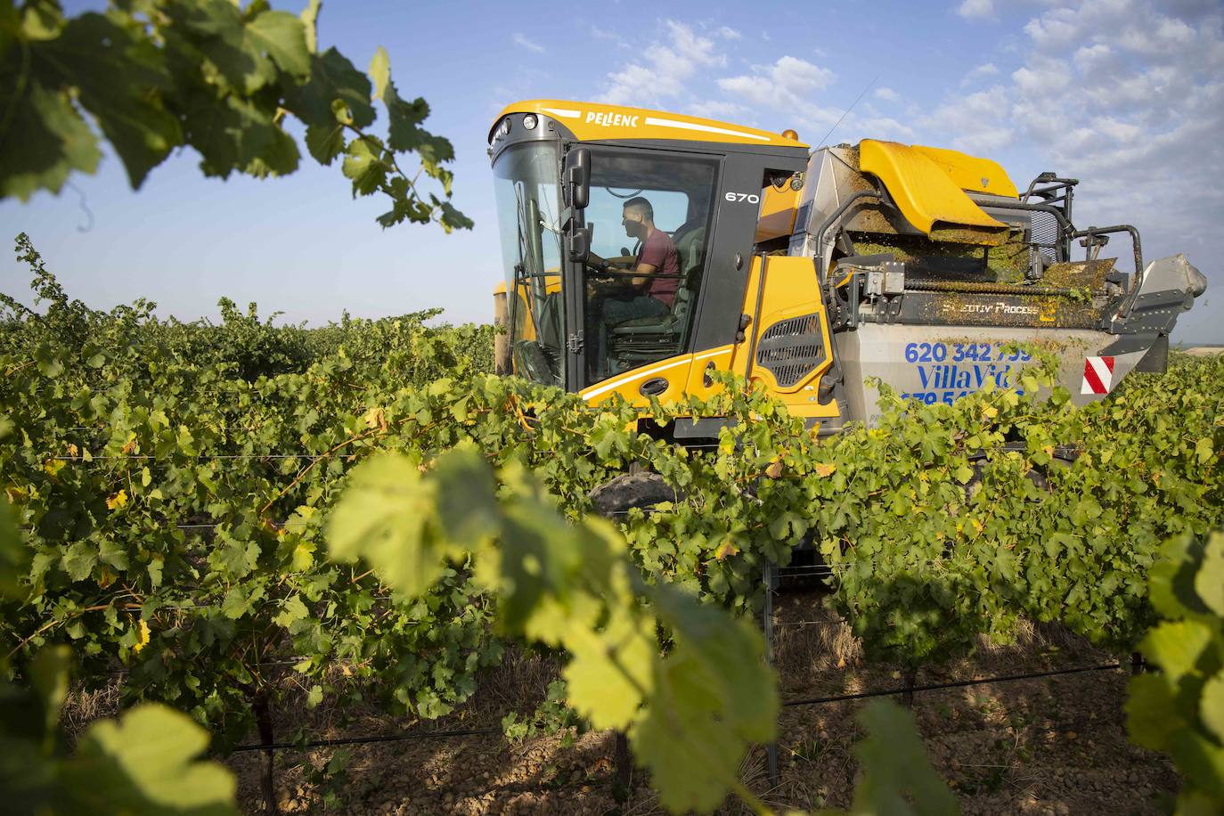 Fotos: Primera vendimia en la provincia de Valladolid