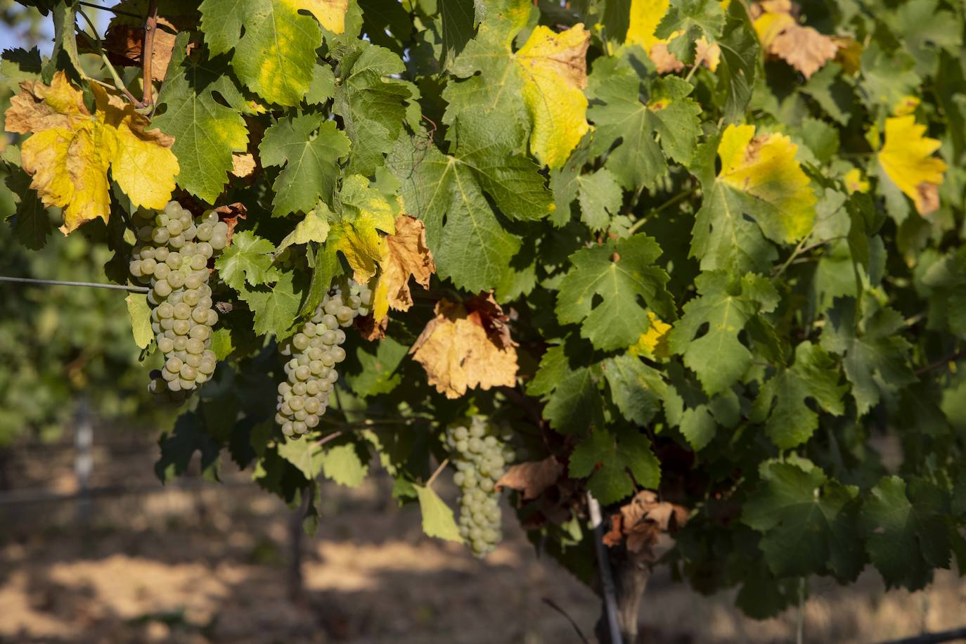 Fotos: Primera vendimia en la provincia de Valladolid