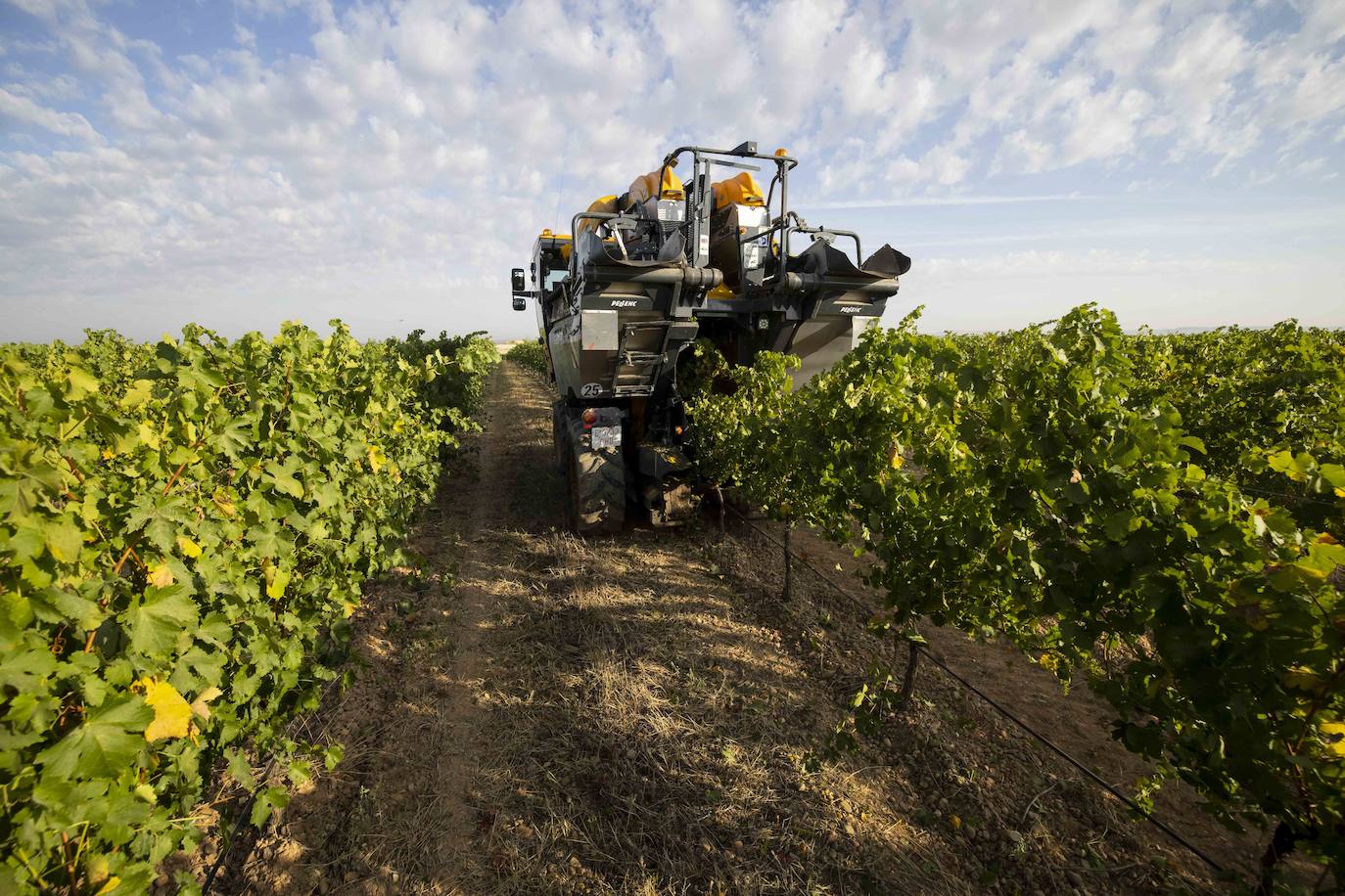 Fotos: Primera vendimia en la provincia de Valladolid