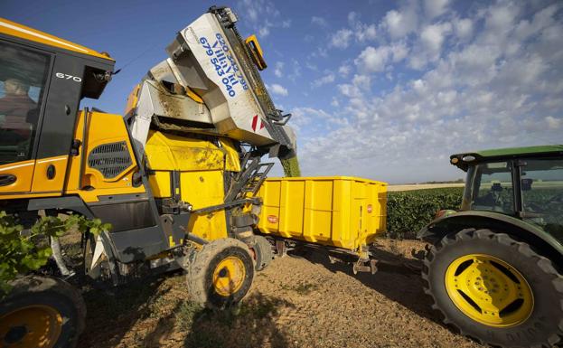 Arranca la vendimia en la D.O. Rueda con entre 5.000 y 6.000 kilos de uva por hectárea