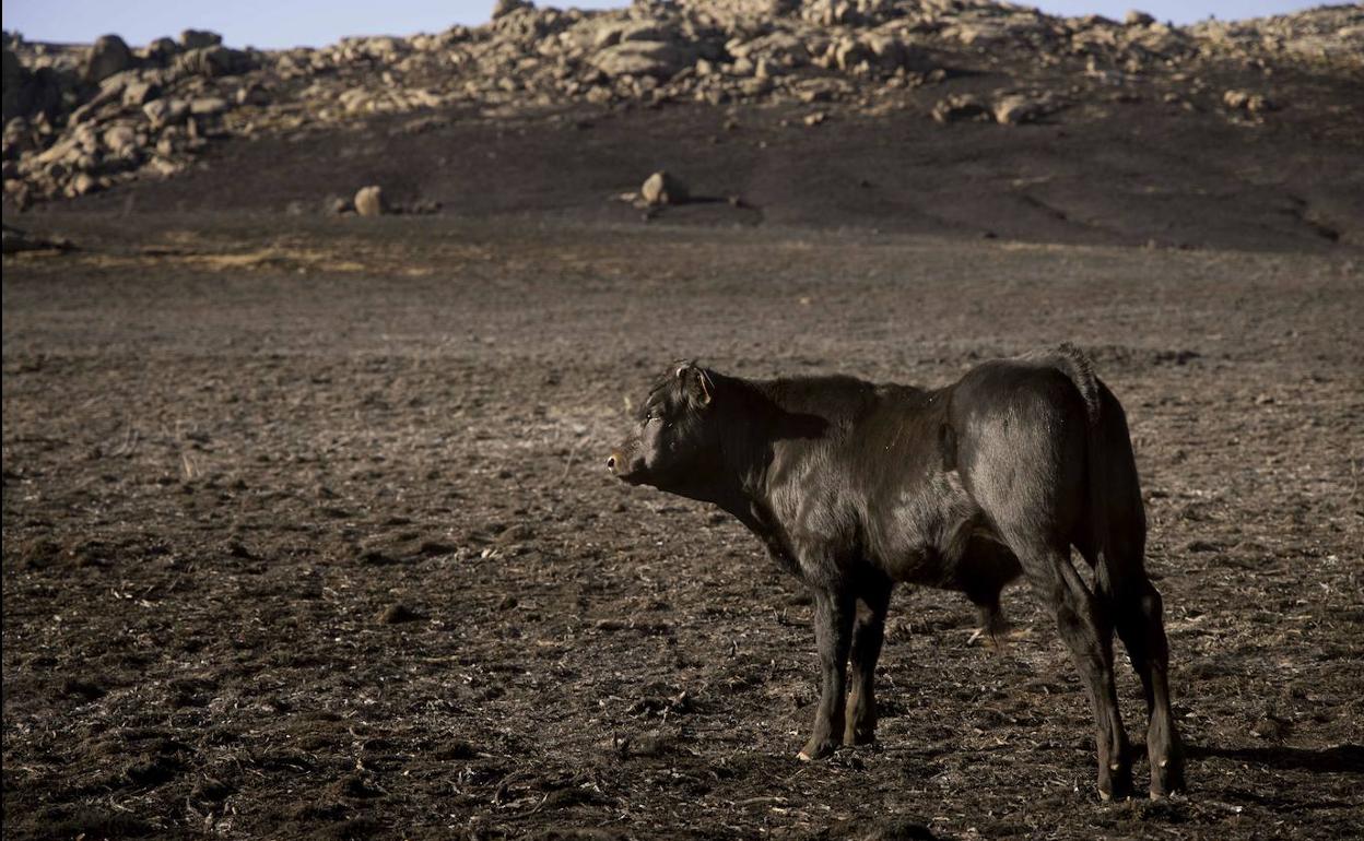 Estado de la zona afectada tras el incendio de Navalacruz.