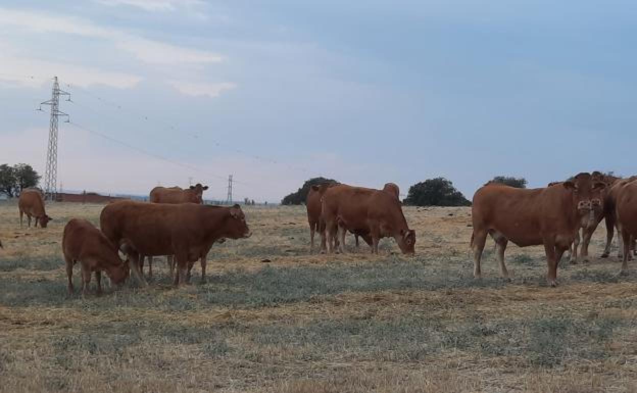Ganadería en extensivo.