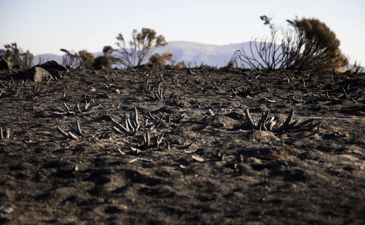 Escenario del incendio de Navalacruz