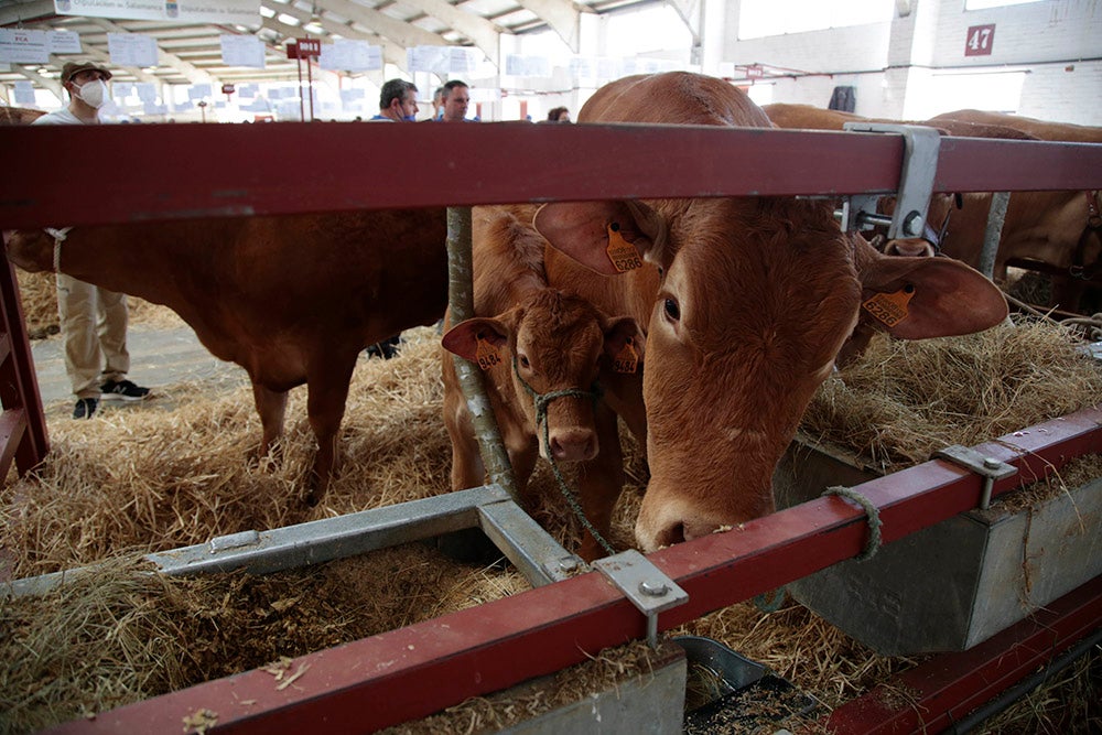 Salamaq, primera gran feria agrícola y ganadera que retoma la actividad tras la pandemia