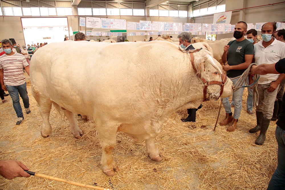 Salamaq, primera gran feria agrícola y ganadera que retoma la actividad tras la pandemia