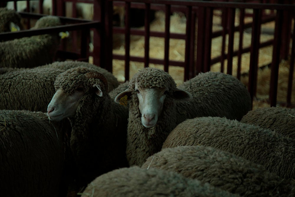 Salamaq, primera gran feria agrícola y ganadera que retoma la actividad tras la pandemia