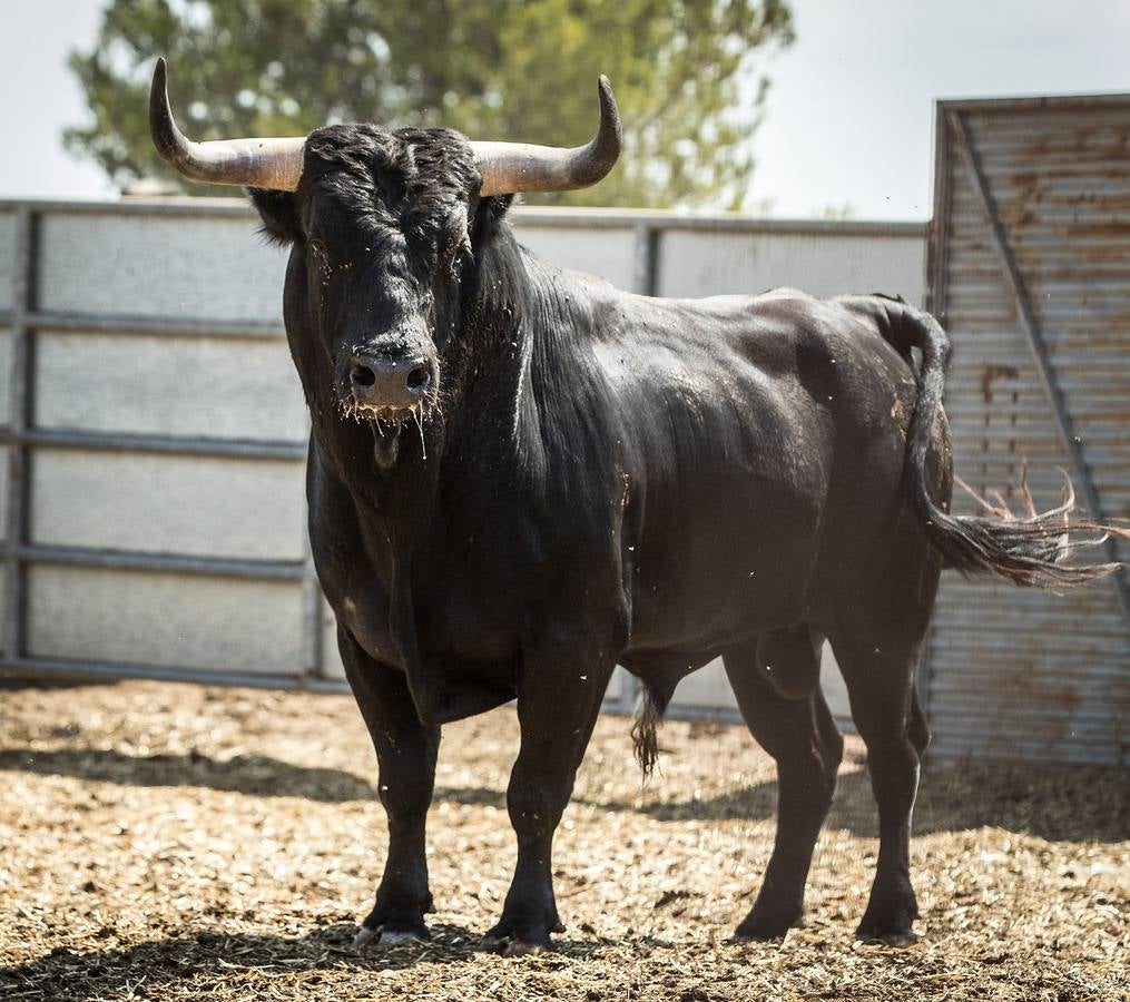 Fotos: Novillos de Jandilla para el concurso de cortes de Valladolid