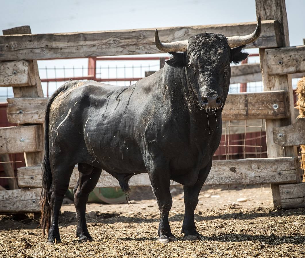 Fotos: Novillos de Jandilla para el concurso de cortes de Valladolid