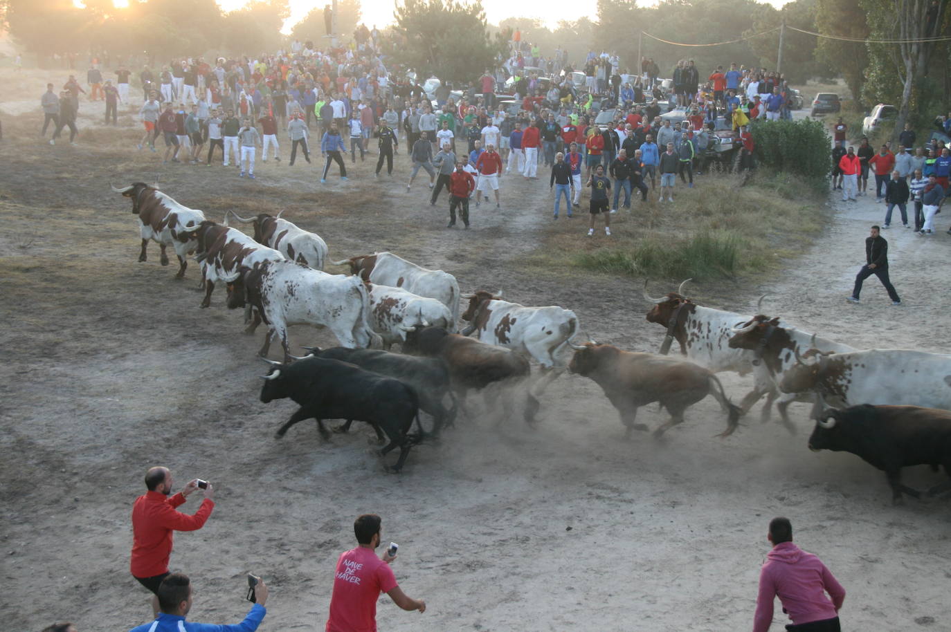 Salida de uno de los últimos encierros celebrados en Cuéllar..