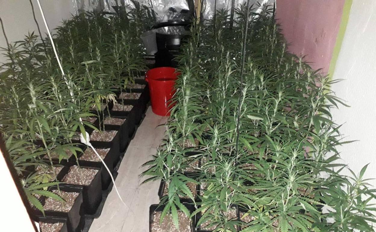 La plantación de marihuana intervenida en la vivienda del detenido en el Grupo Aramburu.