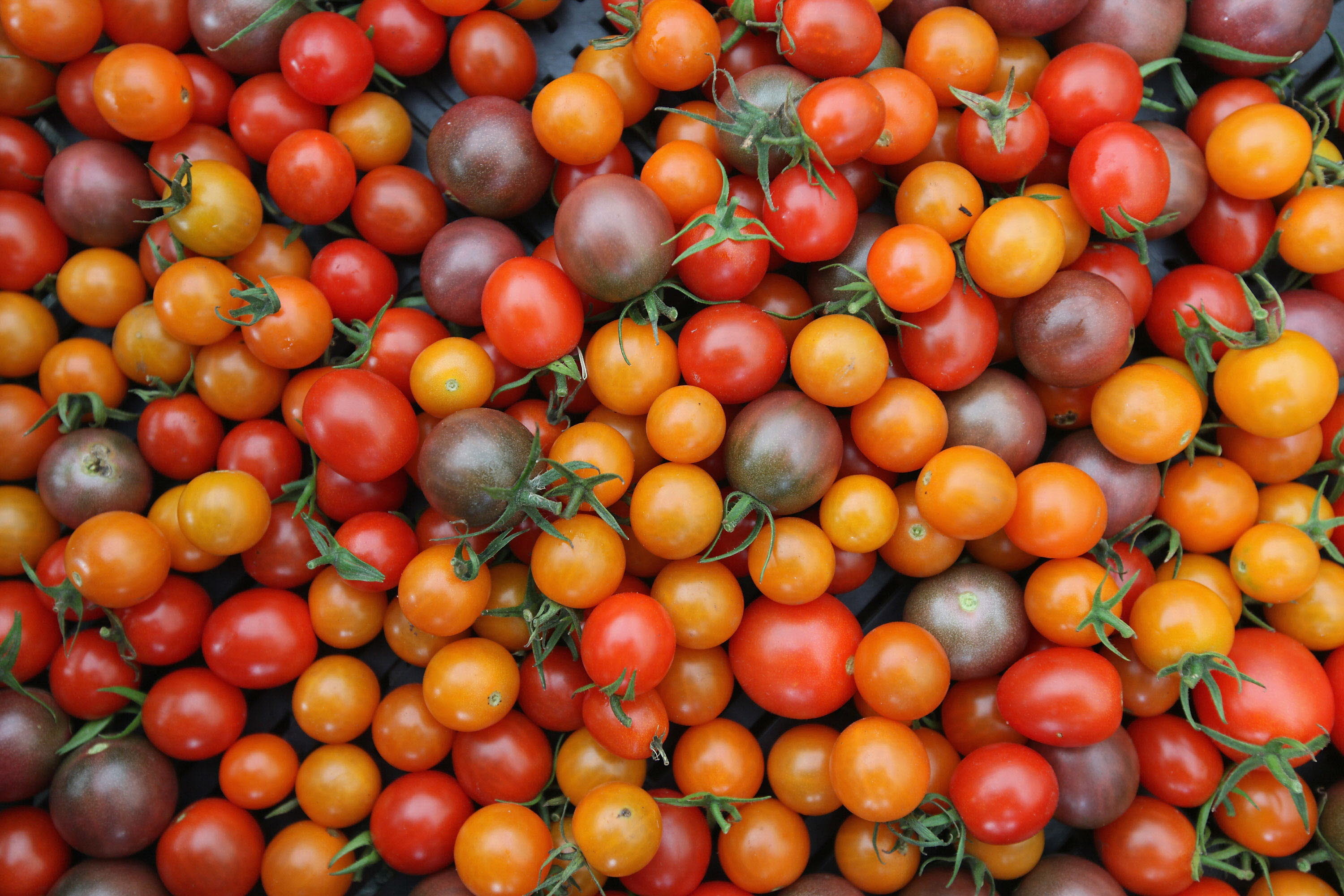Tomates, en una imagen de archivo.