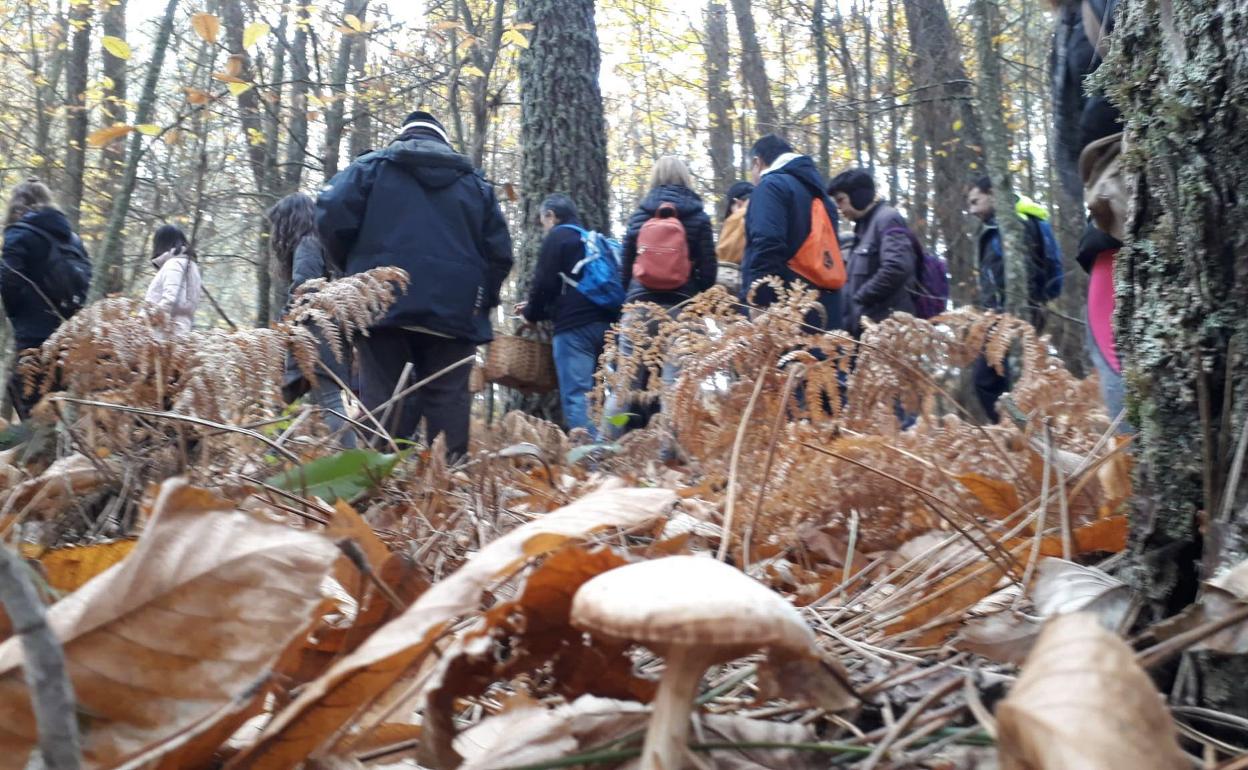 Grupo de recolectores de setas. 