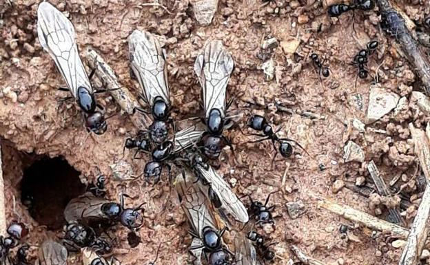 Las hormigas voladoras, a punto de salir del hormiguero. 