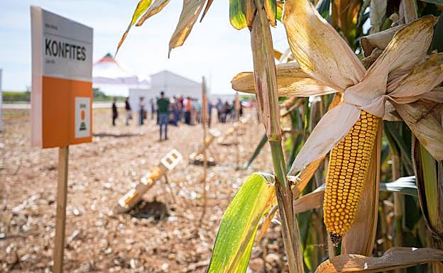 Cultivo de maíz de KWS en Simancas. 