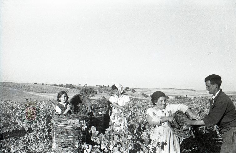 Fotos: La vendimia en Rueda y Nava del Rey en los años 50