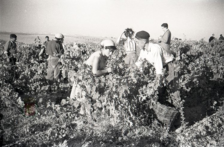 Fotos: La vendimia en Rueda y Nava del Rey en los años 50