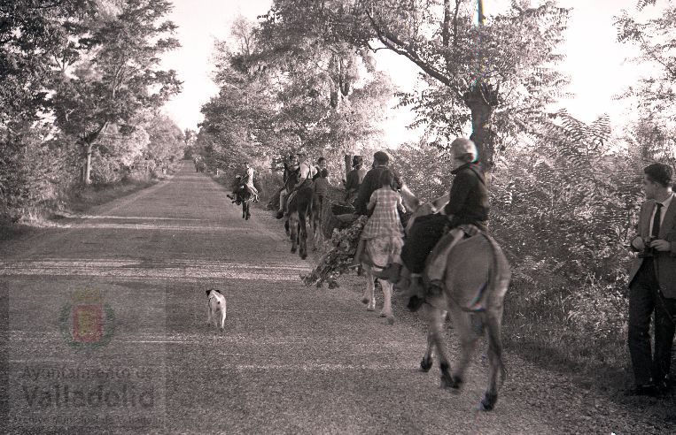 Fotos: La vendimia en Rueda y Nava del Rey en los años 50