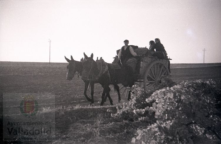 Fotos: La vendimia en Rueda y Nava del Rey en los años 50