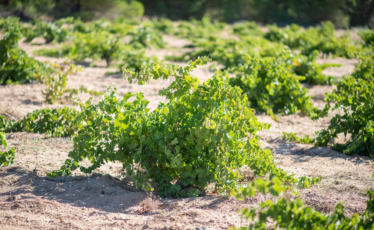 Viñedo ecológico de Cowine. 