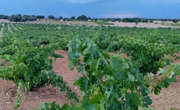 Imagen principal - Viñedo y botellas de la Denominación de Origen Tierra del Vino de Zamora. 