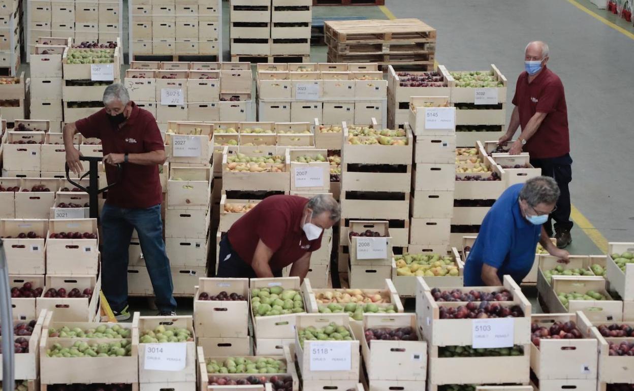 Voluntarios del Banco de Alimentos organizan frutas y verduras frescas para el reparto. 