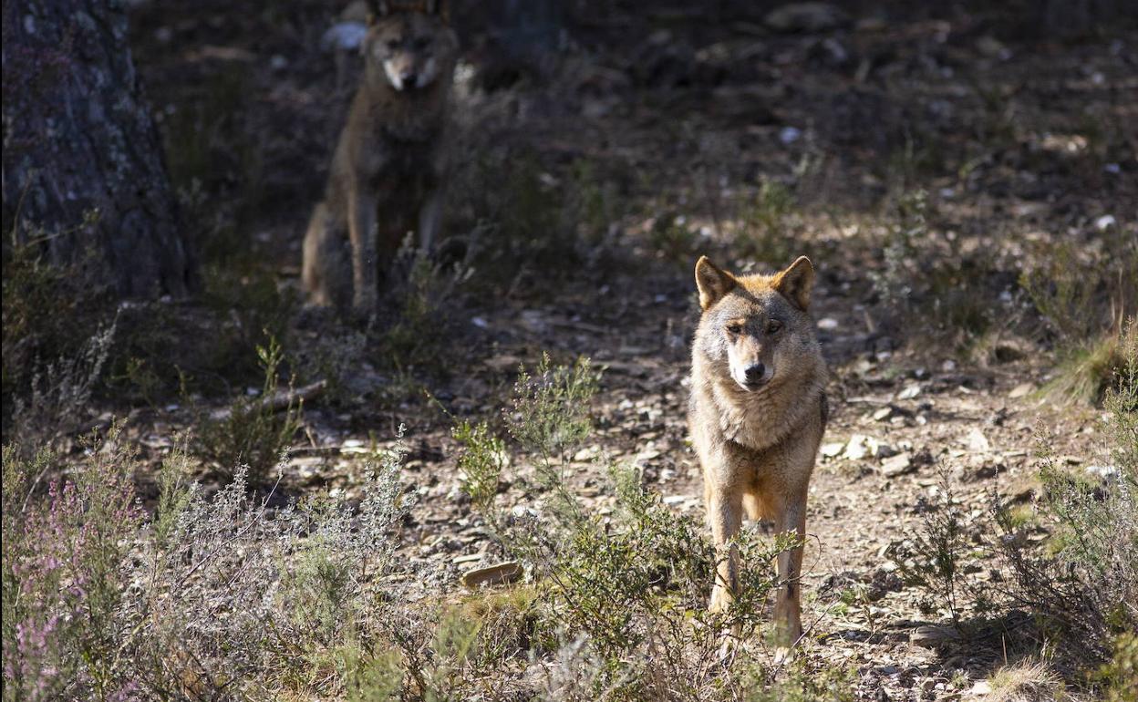 Castilla y León: La Junta suspende todas las autorizaciones de caza del lobo