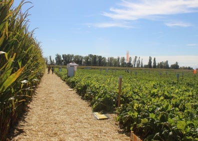 Imagen secundaria 1 - Expertos de KWS e investigadores analizan las oportunidades de la experimentación en los cultivos