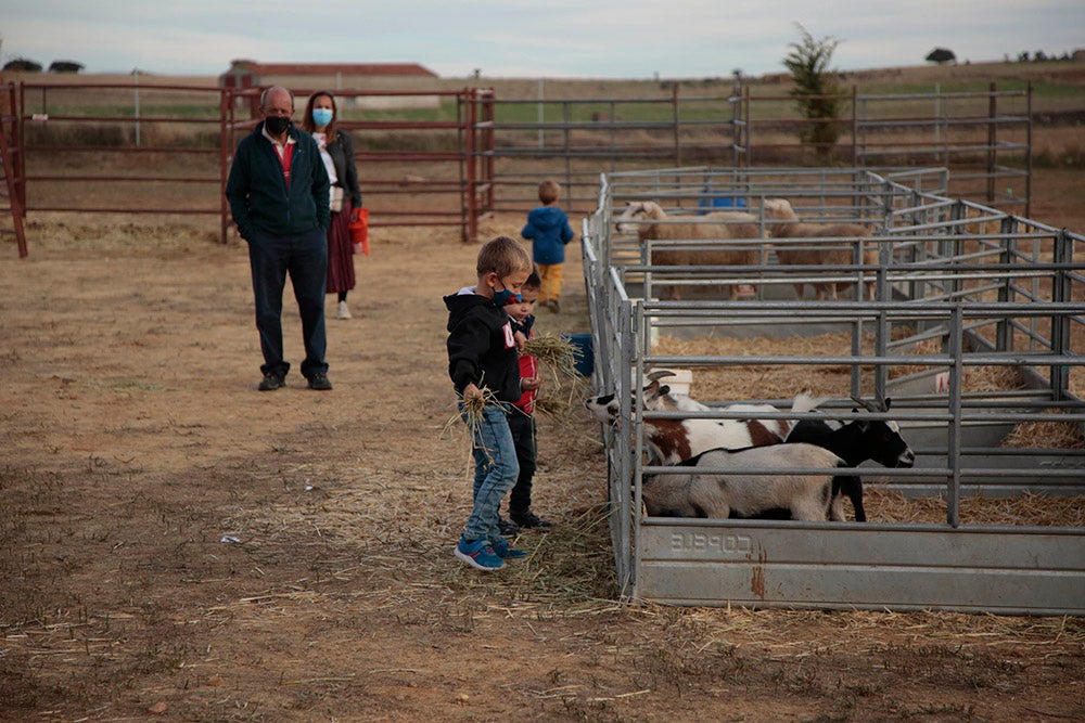 Flamenco entre caballos para ambientar la V Feria Agroalimentaria de Galinduste