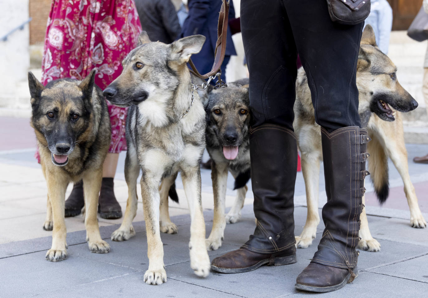 La manada de lobos a la puerta de la iglesia.