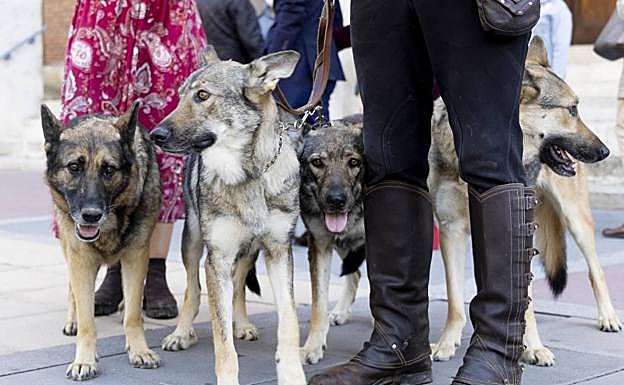 El hombre con sus lobos en la misa en honor al patrón, en Valladolid