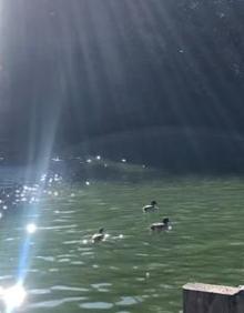 Imagen secundaria 2 - Pavos, ardillas y patos, algunos de los ejemplares de la fauna autóctona del Campo Grande. 