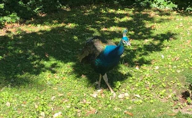 Imagen principal - Pavos, ardillas y patos, algunos de los ejemplares de la fauna autóctona del Campo Grande. 