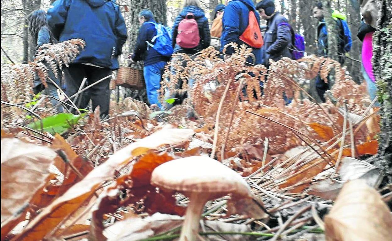 Arranca la temporada de recogida de setas, que los expertos prevén «espectacular»