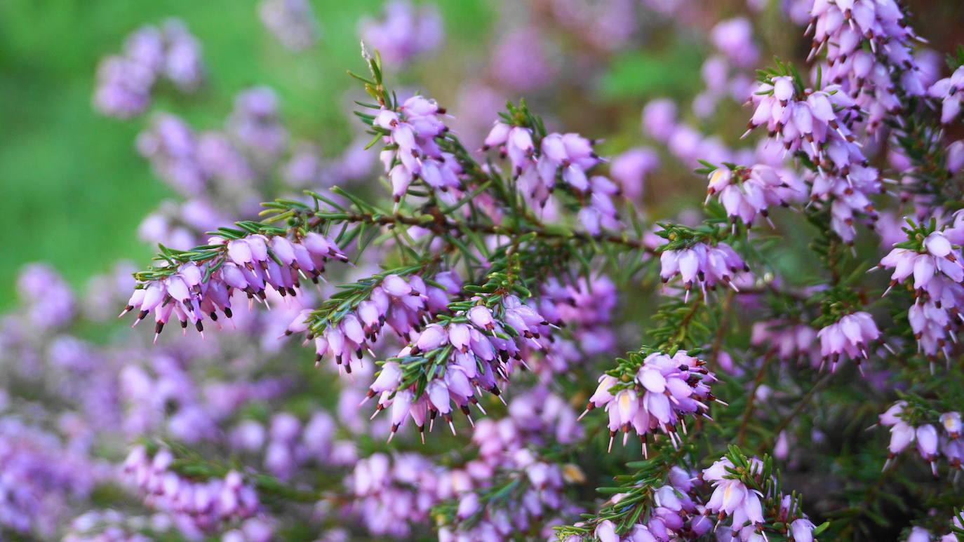 Calluna Vulgaris