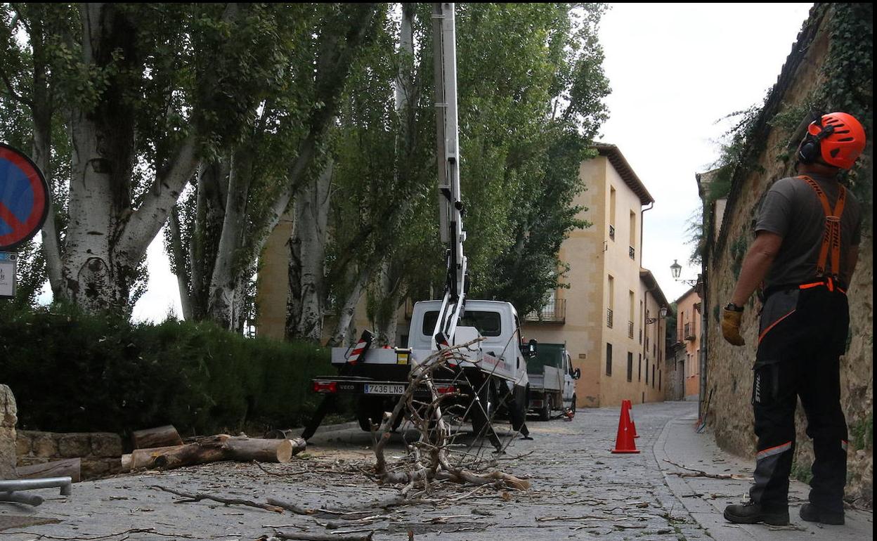 Operario comprueba la poda de uno de los árboles de Fromkes a pie de calle. 