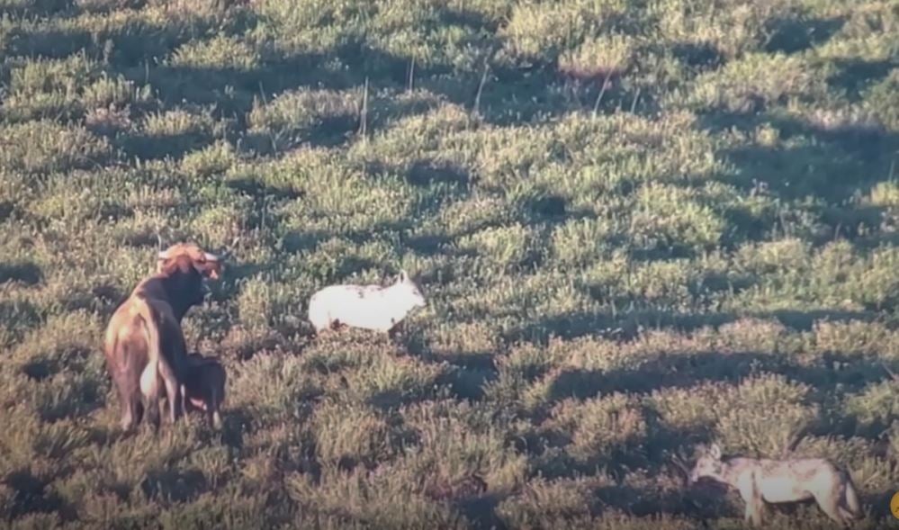 Un pantallazo del vídeo. 