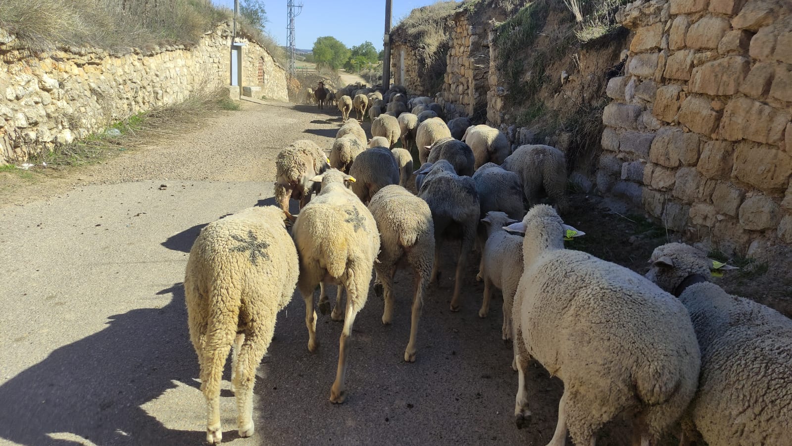 Fotos: Un rebaño de ovejas trashumantes cruza Mucientes