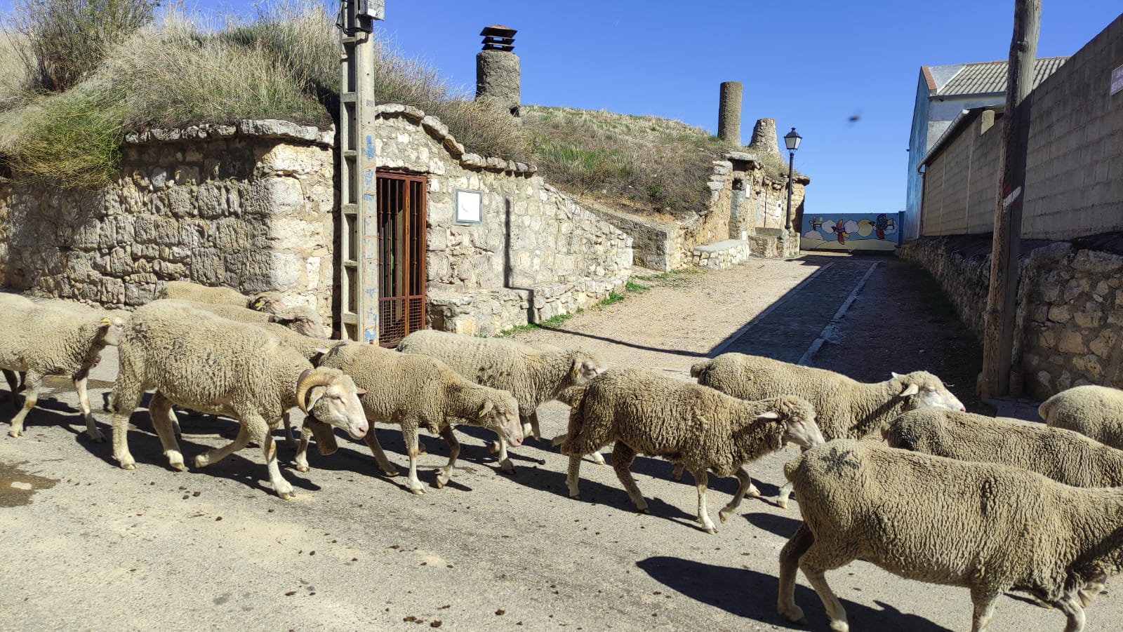 Fotos: Un rebaño de ovejas trashumantes cruza Mucientes